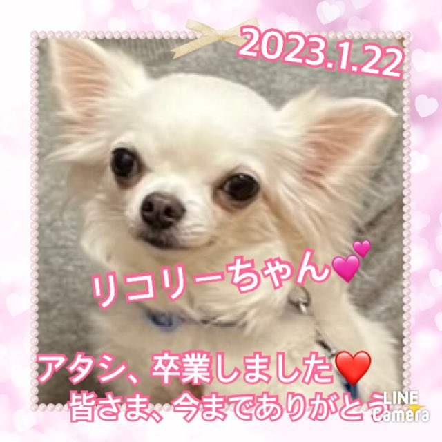 ★リコリー★2023,1,16ー2023,1,22【保護犬カフェ天神橋店】